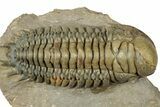 Huge, Crotalocephalina Trilobite - Atchana, Morocco #310578-1